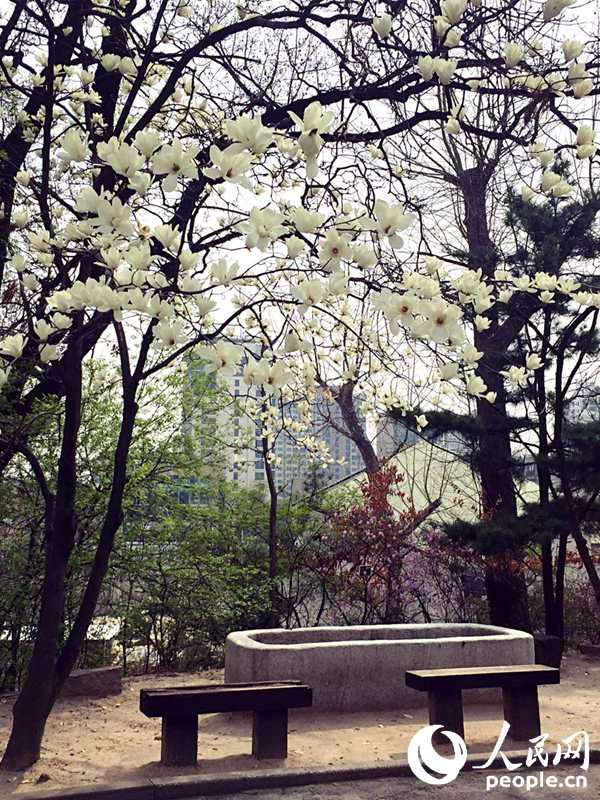 四月到韓國梨花女大來看花
