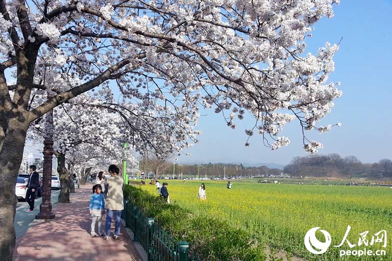 春日里的韓國(guó)慶州：千年古都 爛漫櫻花【組圖】