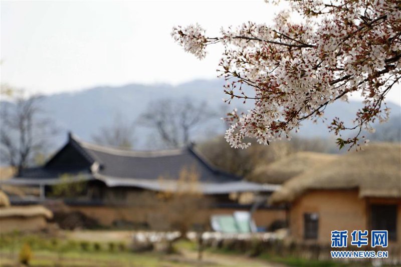 這是4月12日在韓國安東拍攝的河回村風(fēng)光。