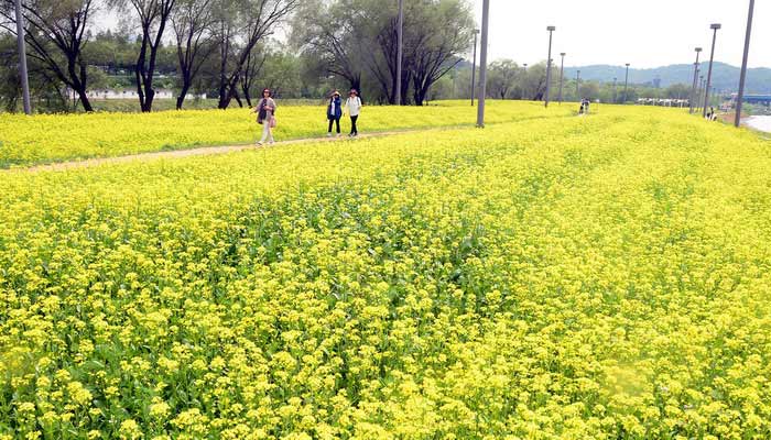 韓國(guó)漢江邊油菜花盛開 市民拍照散步享受黃色浪漫（組圖）