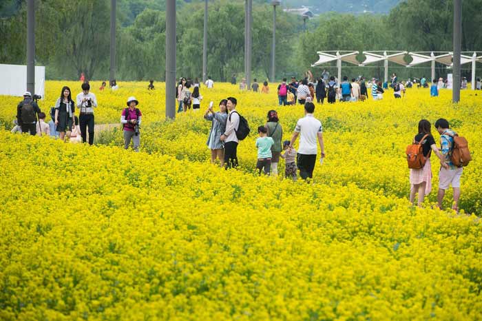 韓國(guó)漢江邊油菜花盛開 市民拍照散步享受黃色浪漫（組圖）