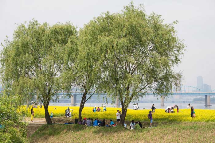 韓國漢江邊油菜花盛開 市民拍照散步享受黃色浪漫（組圖）