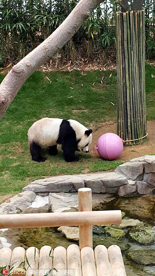 韓國(guó)愛寶樂園大熊貓近照公布 憨態(tài)可掬萌萌噠（組圖）
