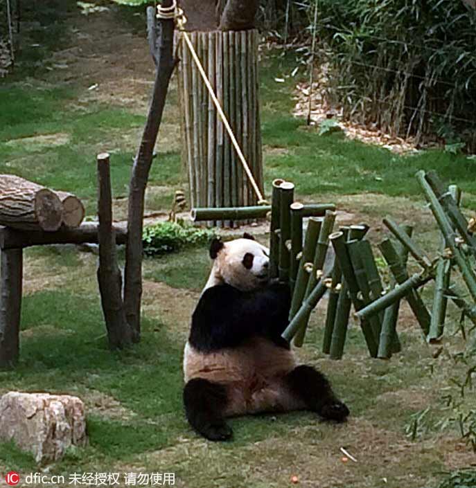 韓國愛寶樂園大熊貓近照公布 憨態(tài)可掬萌萌噠（組圖）
