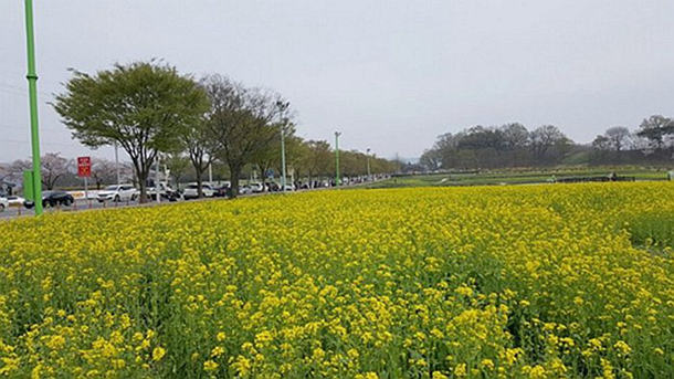 慶州油菜花