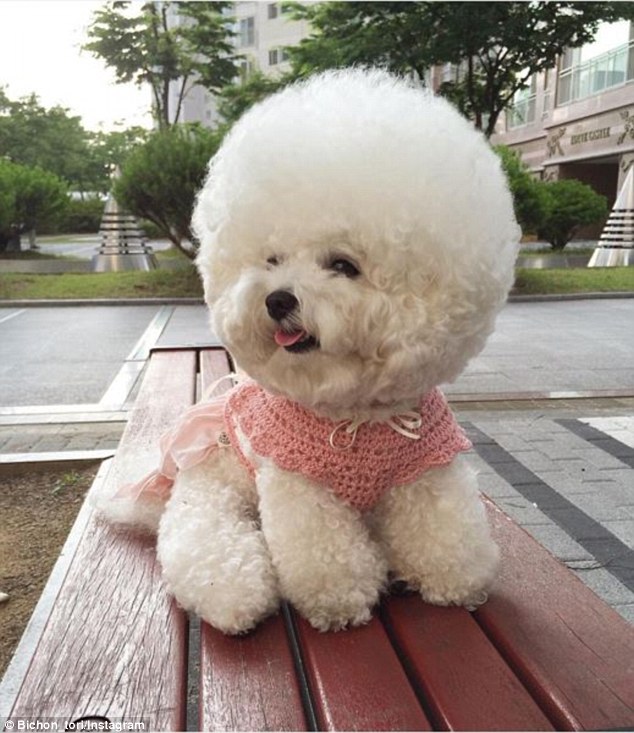 韓國一比熊犬毛發(fā)修剪成大絨球惹人喜愛（組圖）