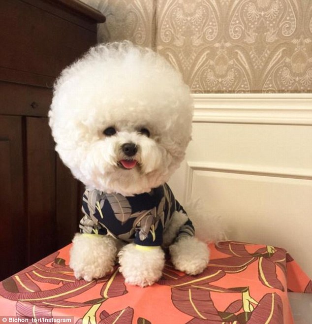 韓國(guó)一比熊犬毛發(fā)修剪成大絨球惹人喜愛(ài)（組圖）
