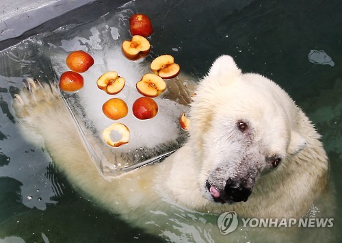 韓國某動(dòng)物園的北極熊享用冰鎮(zhèn)水果（圖片來源：韓聯(lián)社）