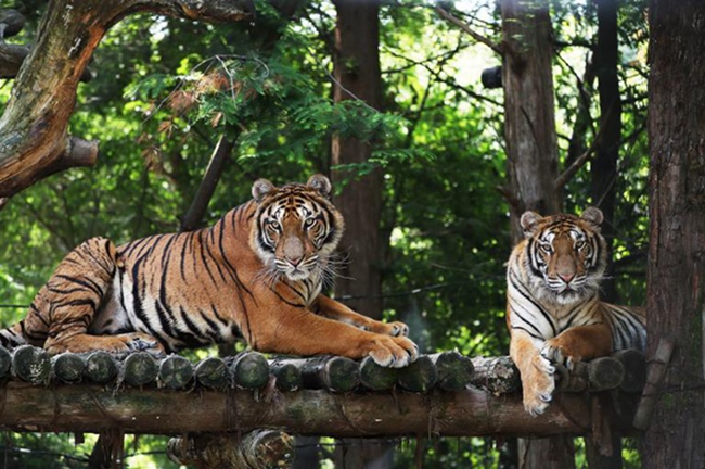韓國高溫持續(xù) 動物園里它們?nèi)绾巍盎印北苁睢窘M圖】