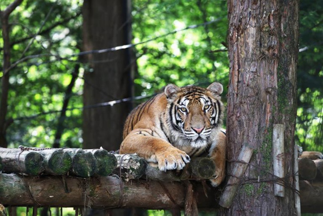 韓國高溫持續(xù) 動物園里它們?nèi)绾巍盎印北苁睢窘M圖】