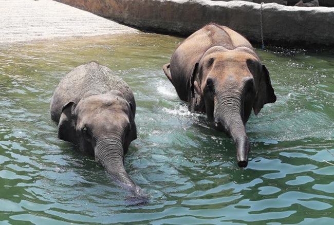 韓國(guó)高溫持續(xù) 動(dòng)物園里它們?nèi)绾巍盎印北苁睢窘M圖】