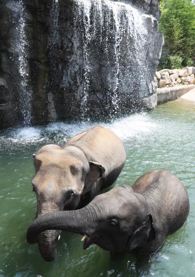 韓國(guó)高溫持續(xù) 動(dòng)物園里它們?nèi)绾巍盎印北苁睢窘M圖】
