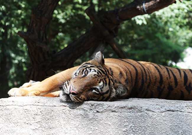 韓國高溫持續(xù) 動(dòng)物園里它們?nèi)绾巍盎印北苁睢窘M圖】