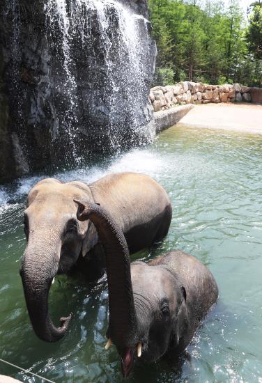 韓國(guó)高溫持續(xù) 動(dòng)物園里它們?nèi)绾巍盎印北苁睢窘M圖】