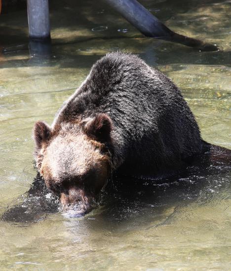 韓國高溫持續(xù) 動物園里它們?nèi)绾巍盎印北苁睢窘M圖】