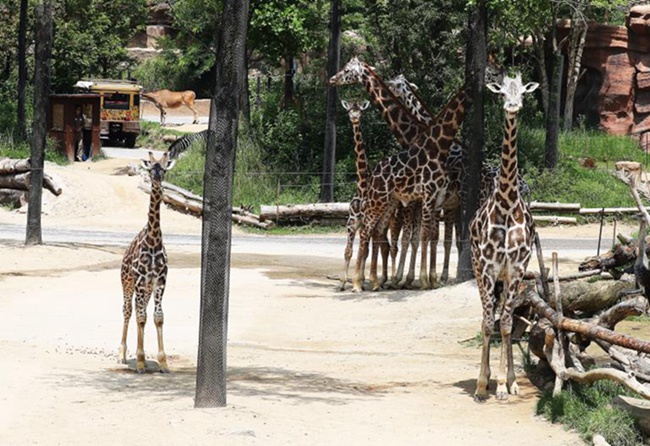 韓國高溫持續(xù) 動物園里它們?nèi)绾巍盎印北苁睢窘M圖】