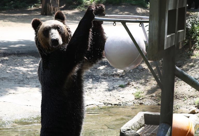 韓國高溫持續(xù) 動物園里它們?nèi)绾巍盎印北苁睢窘M圖】