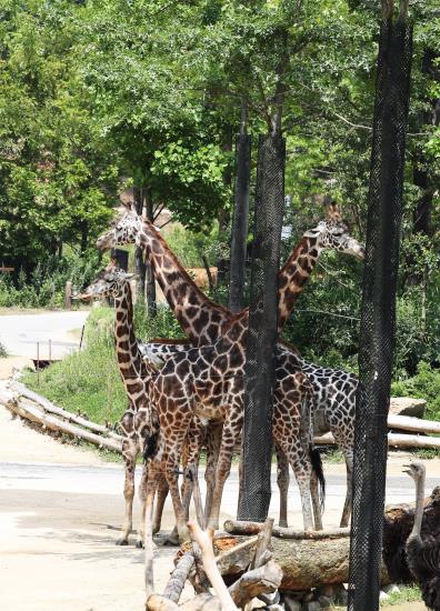 韓國高溫持續(xù) 動(dòng)物園里它們?nèi)绾巍盎印北苁睢窘M圖】