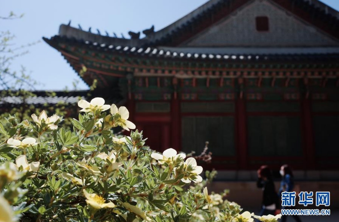 5月21日，游客在韓國(guó)首爾昌德宮內(nèi)游覽。新華社記者 王婧嬙 攝