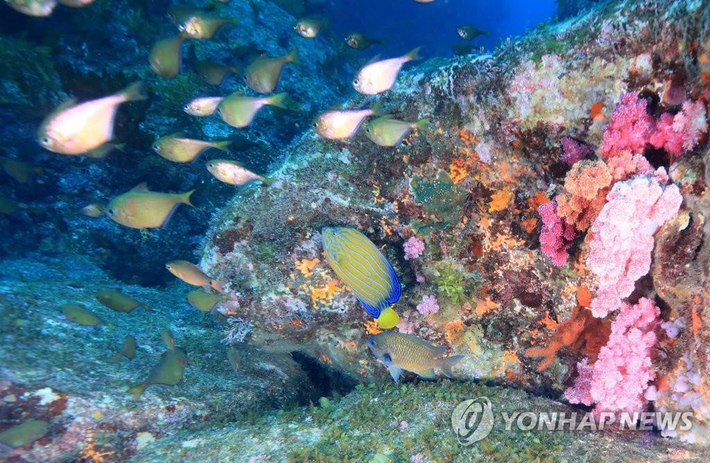 成群的魚兒游過軟珊瑚群。