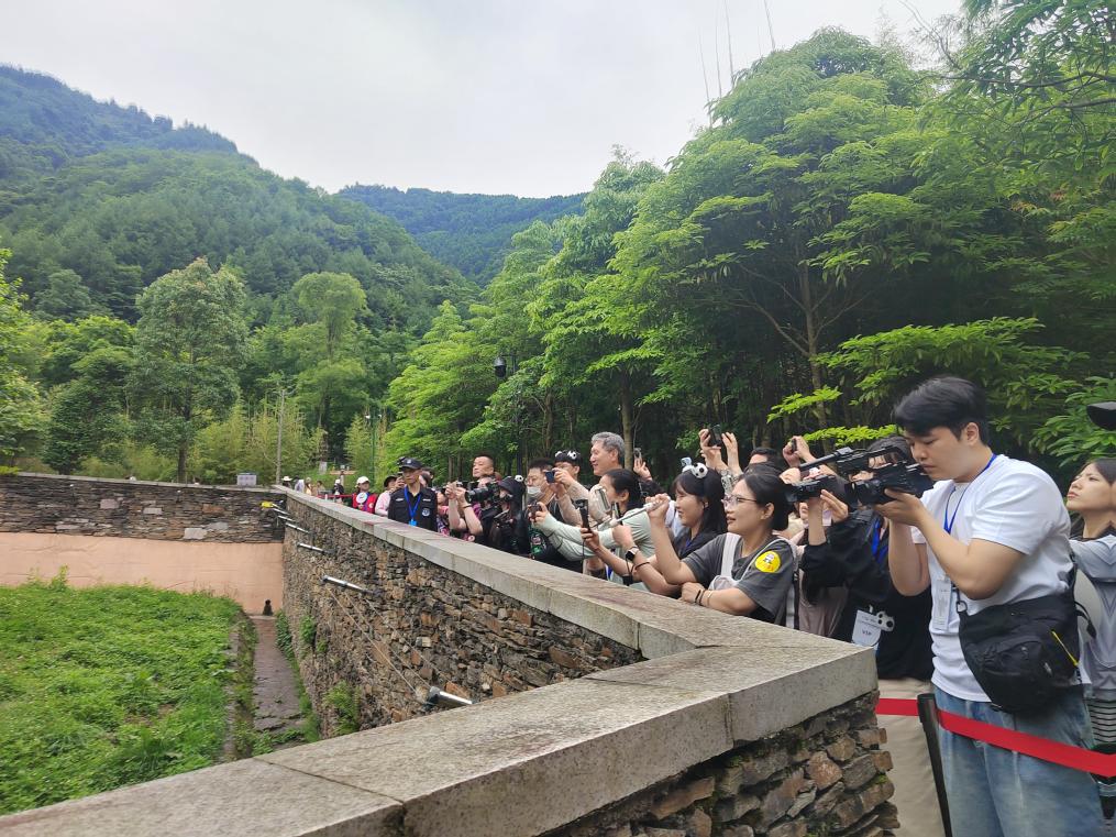 6月23日，韓國(guó)旅行商在中國(guó)大熊貓保護(hù)研究中心臥龍神樹(shù)坪基地看望大熊貓“福寶”。新華社發(fā)