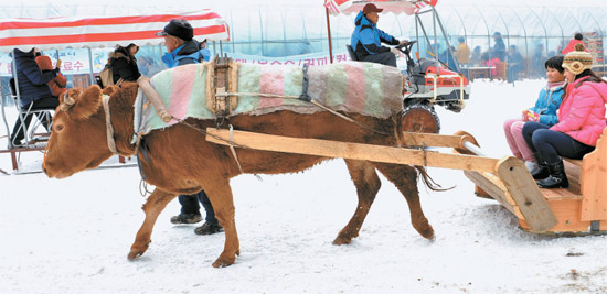 韓國(guó)七甲山冰噴泉慶典  牛拉雪橇手抓冰魚游客樂在其中