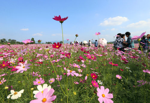 金秋時(shí)節(jié)  韓國(guó)大波斯菊怒放惹人醉韓聯(lián)社圖片