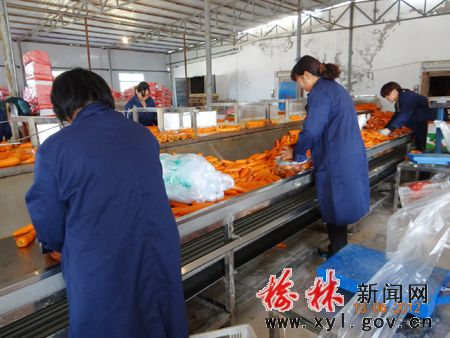 工人們正在對(duì)胡蘿卜進(jìn)行清洗包裝
